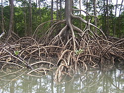 Stilt roots in the Amazon Rainforest support a tree in very soft, wet soil conditions